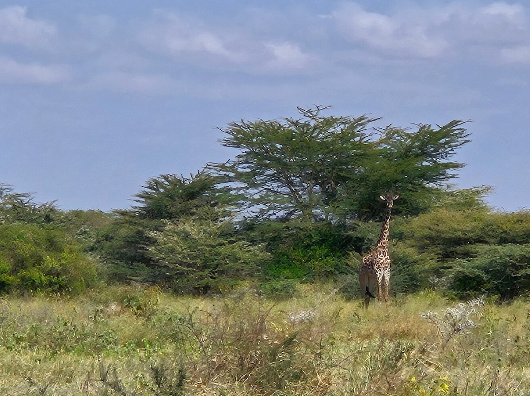 Maasailand Milele Tembo Lodge主图