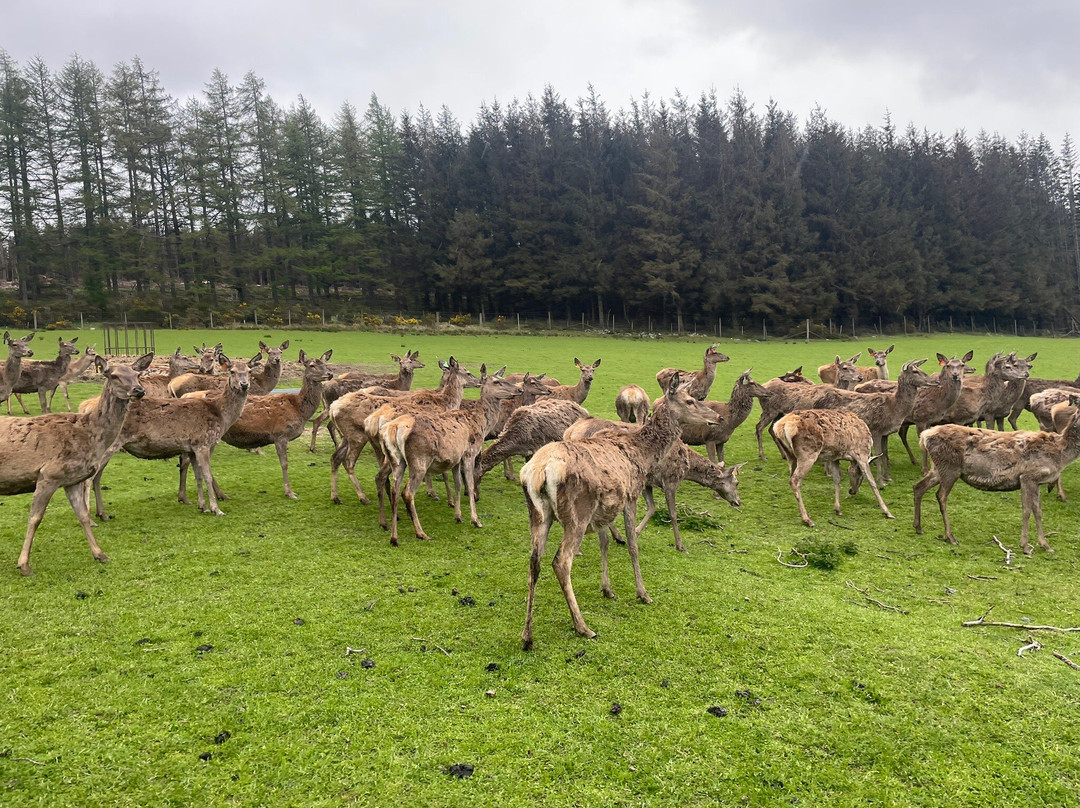 Tullynessle Deer Farm-Alford必去景点