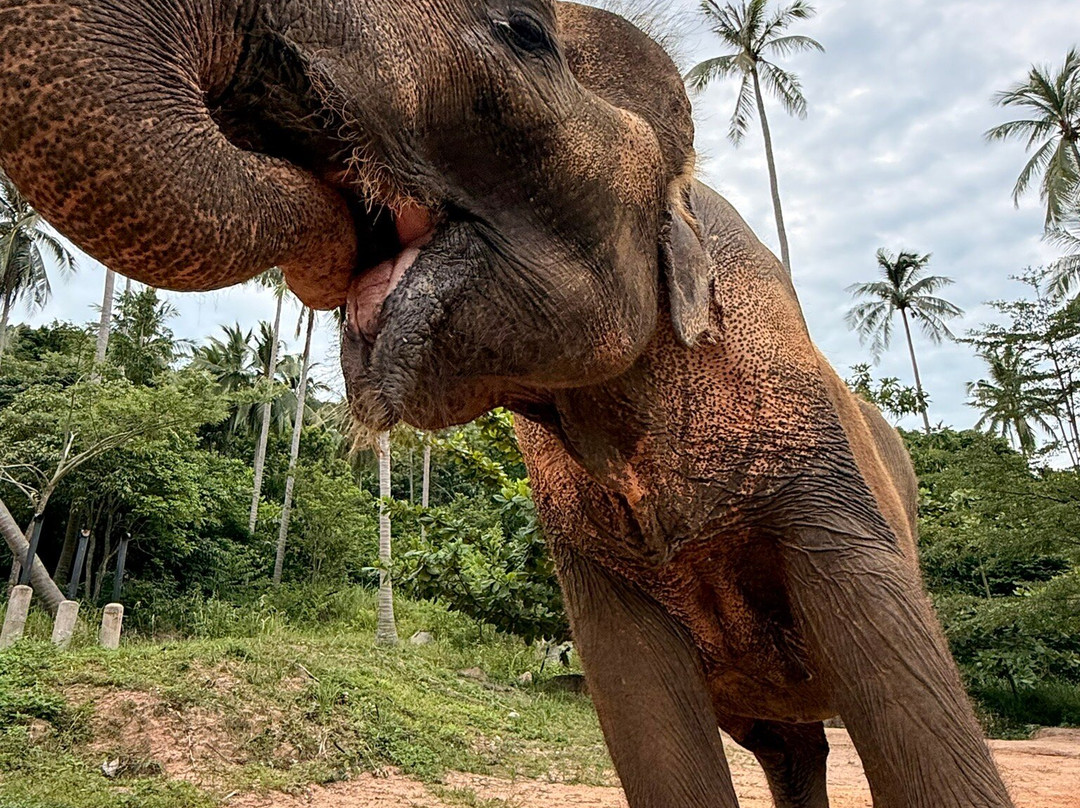 Samui Elephant Sanctuary-波普特必去景点