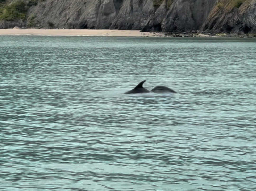 Dolphin Spotting Boat Trips (by New Quay Boat Trips)-纽基必去景点