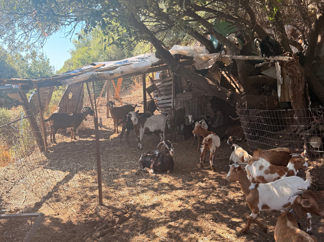 Sofie's Goat Farm-Argos必去景点