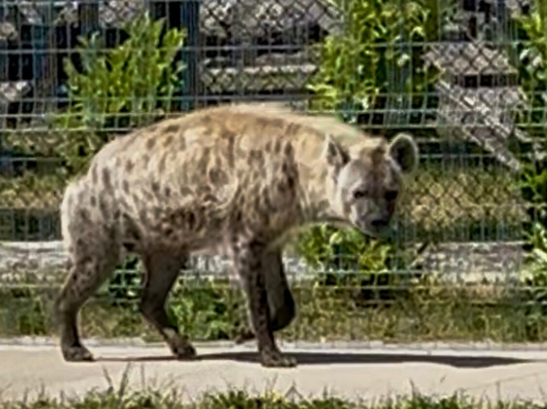 Wolds Wildlife Park-Horncastle必去景点