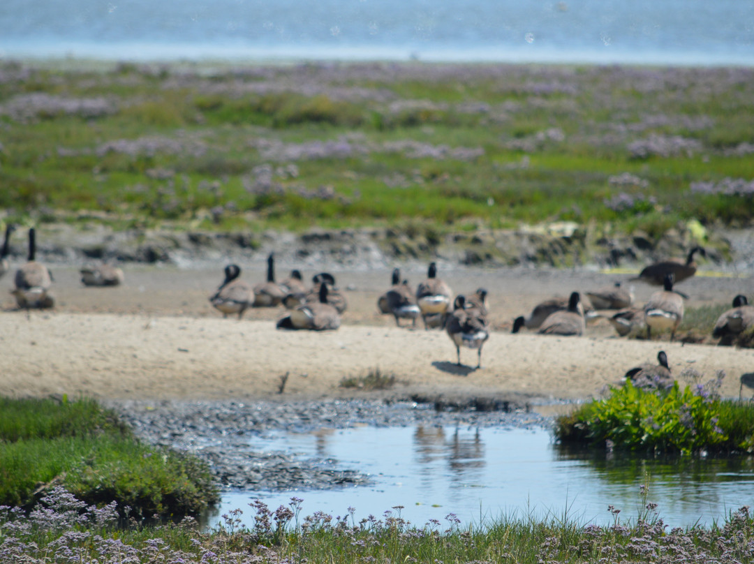 RSPB Arne-Arne必去景点