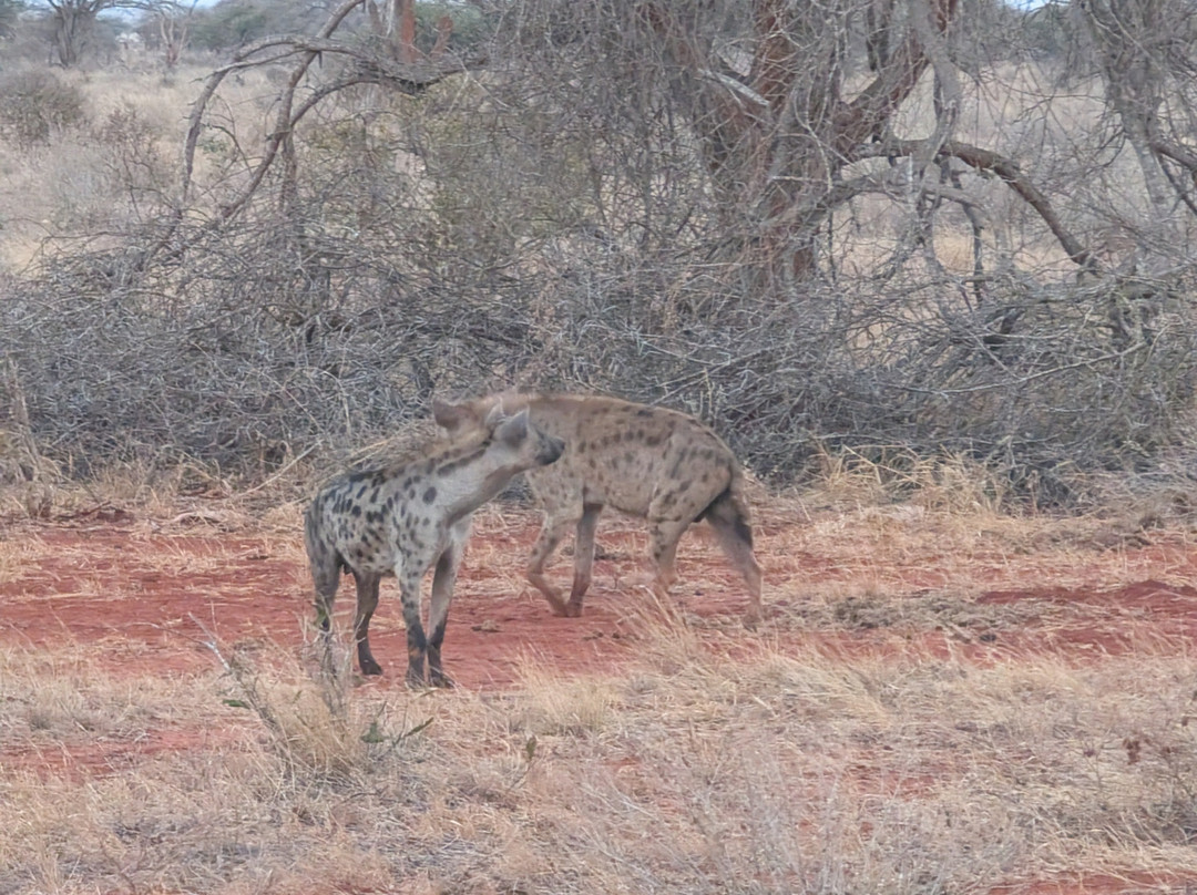 Tsavo Travel & Safaris-内罗毕必去景点
