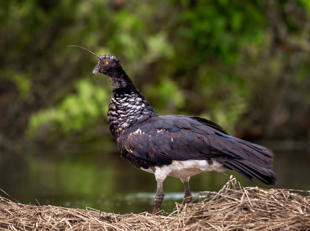Tapiche Jungle Reserve-伊基托斯必去景点