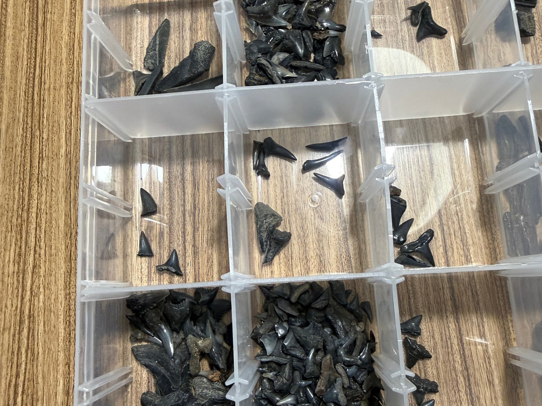 Charleston Fossil Adventures-查尔斯顿必去景点