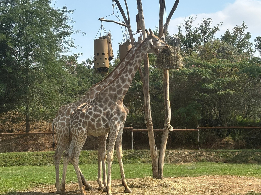 Zoo African Safari-Plaisance-du-Touch必去景点