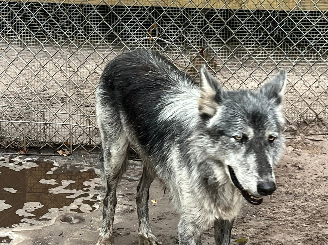 Shy Wolf Sanctuary Education & Experience Center-Golden Gate必去景点