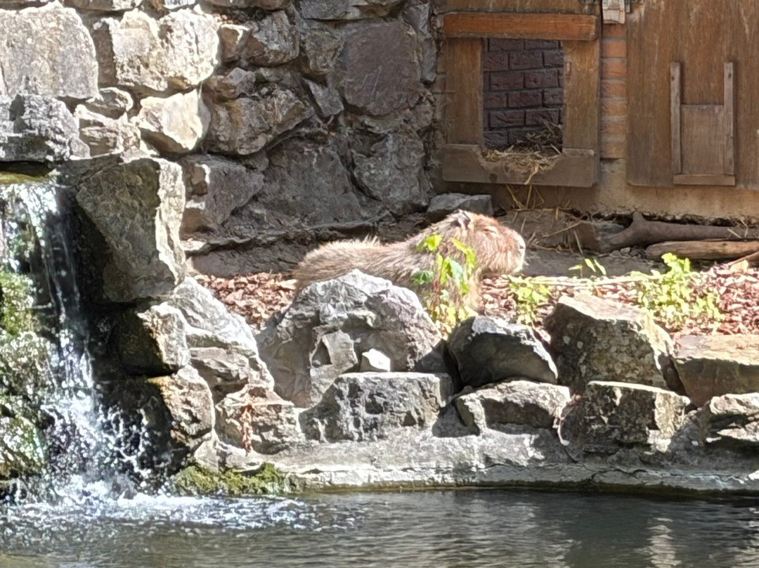 Zoo de Maubeuge-莫伯日必去景点