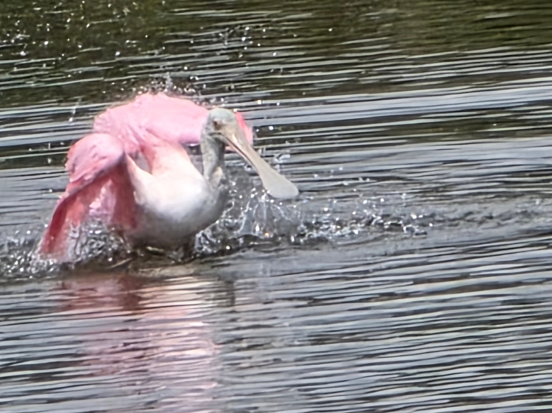 Captain Pete's Lagoon Adventures-Merritt Island必去景点