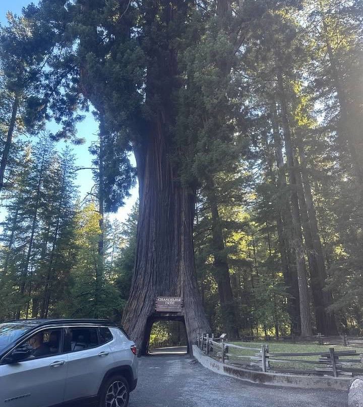 Chandelier Drive-Through Tree-莱吉特必去景点