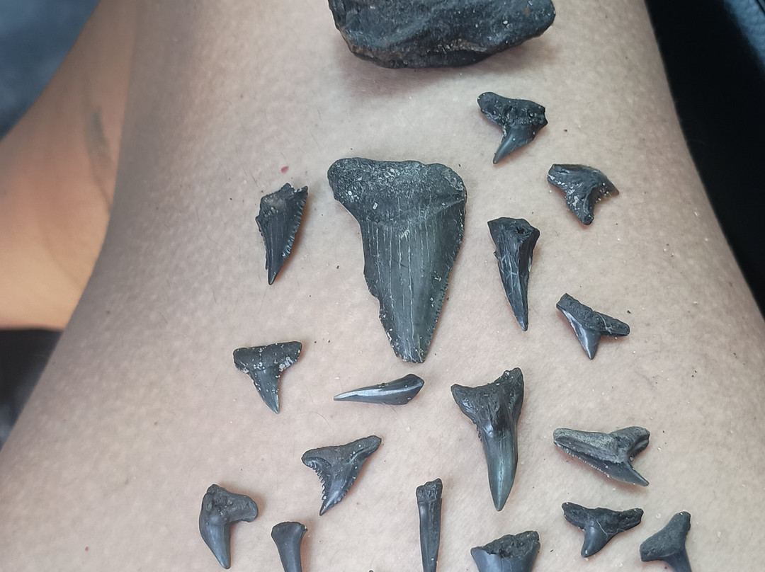 Charleston Fossil Adventures-查尔斯顿必去景点