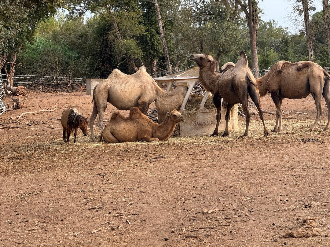 Les Animaux De Fairytale