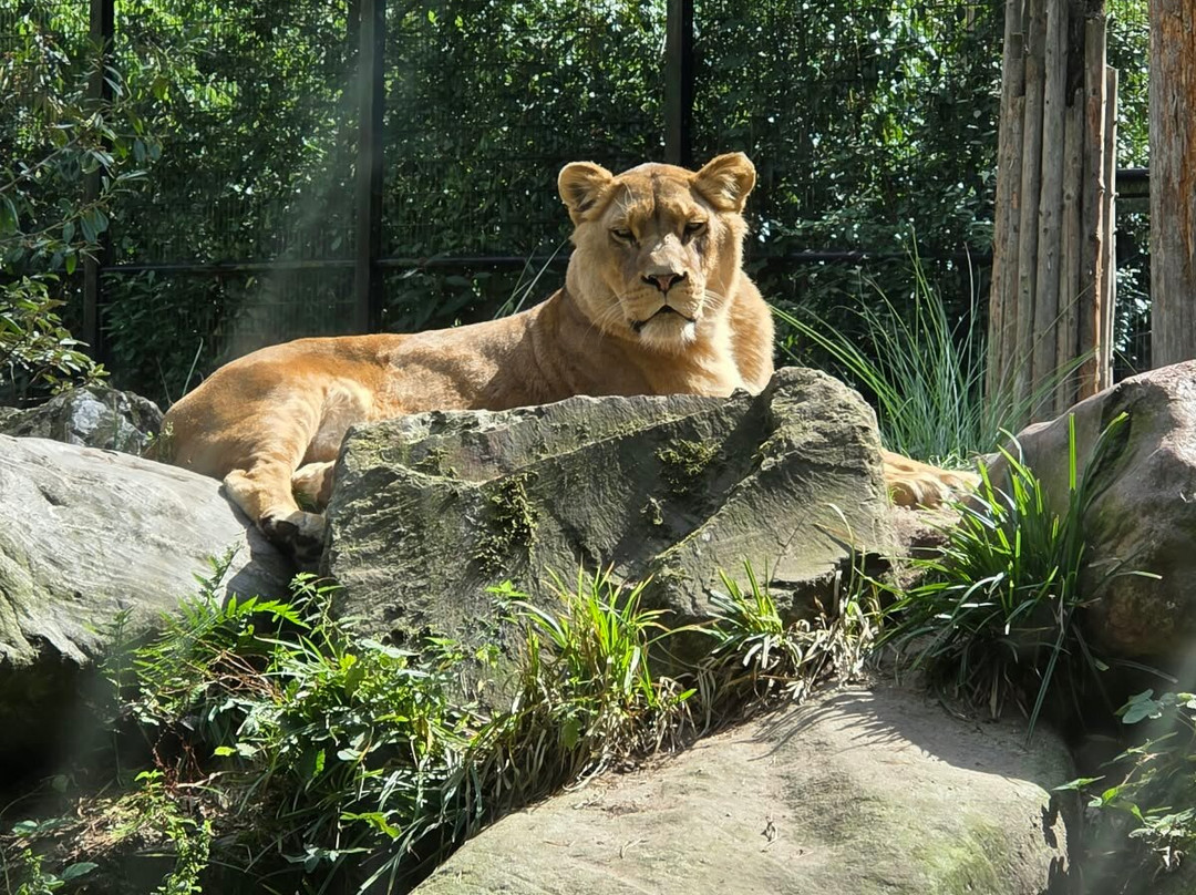 DierenPark Amersfoort-阿默斯福特必去景点