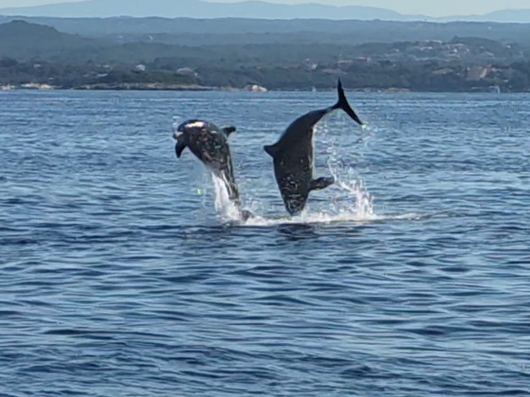 Dolphin Tours Istria-冯塔纳必去景点