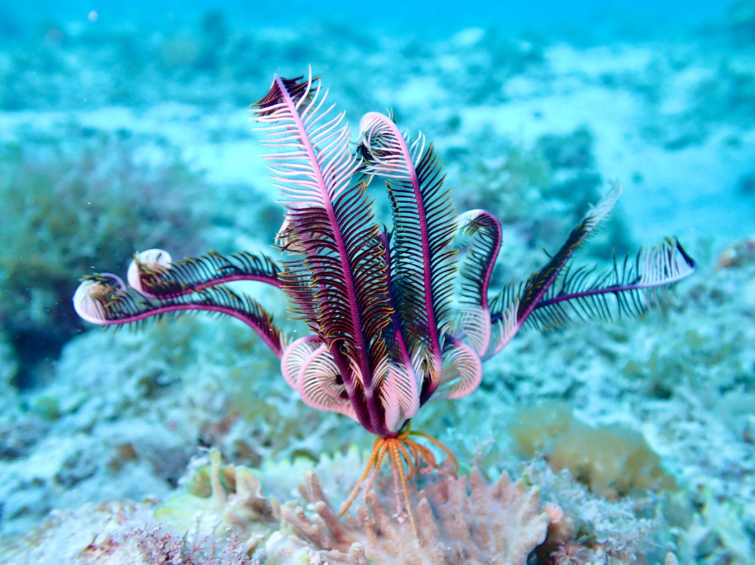 Dive Time Zanzibar-Kizimkazi必去景点
