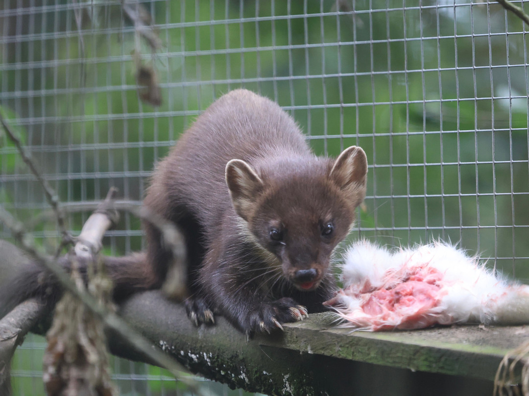 Welsh Mountain Zoo-科尔温湾必去景点