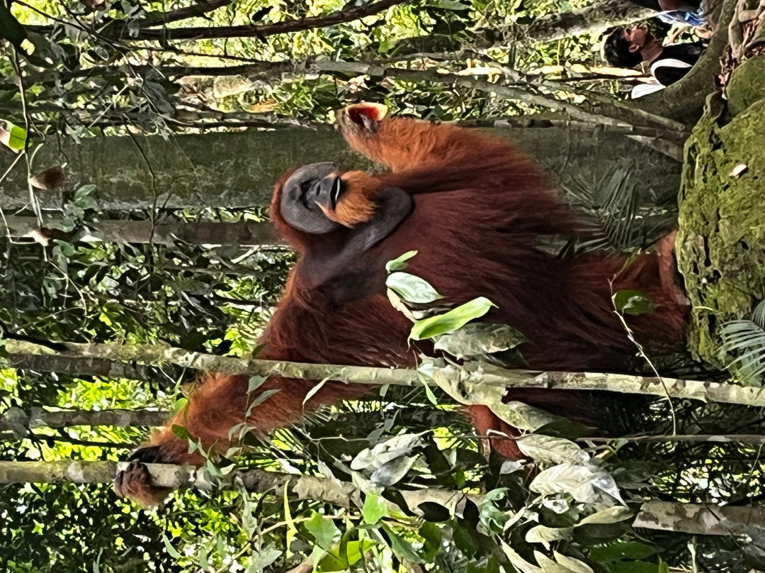 Bukit Lawang Travel-武吉拉旺必去景点