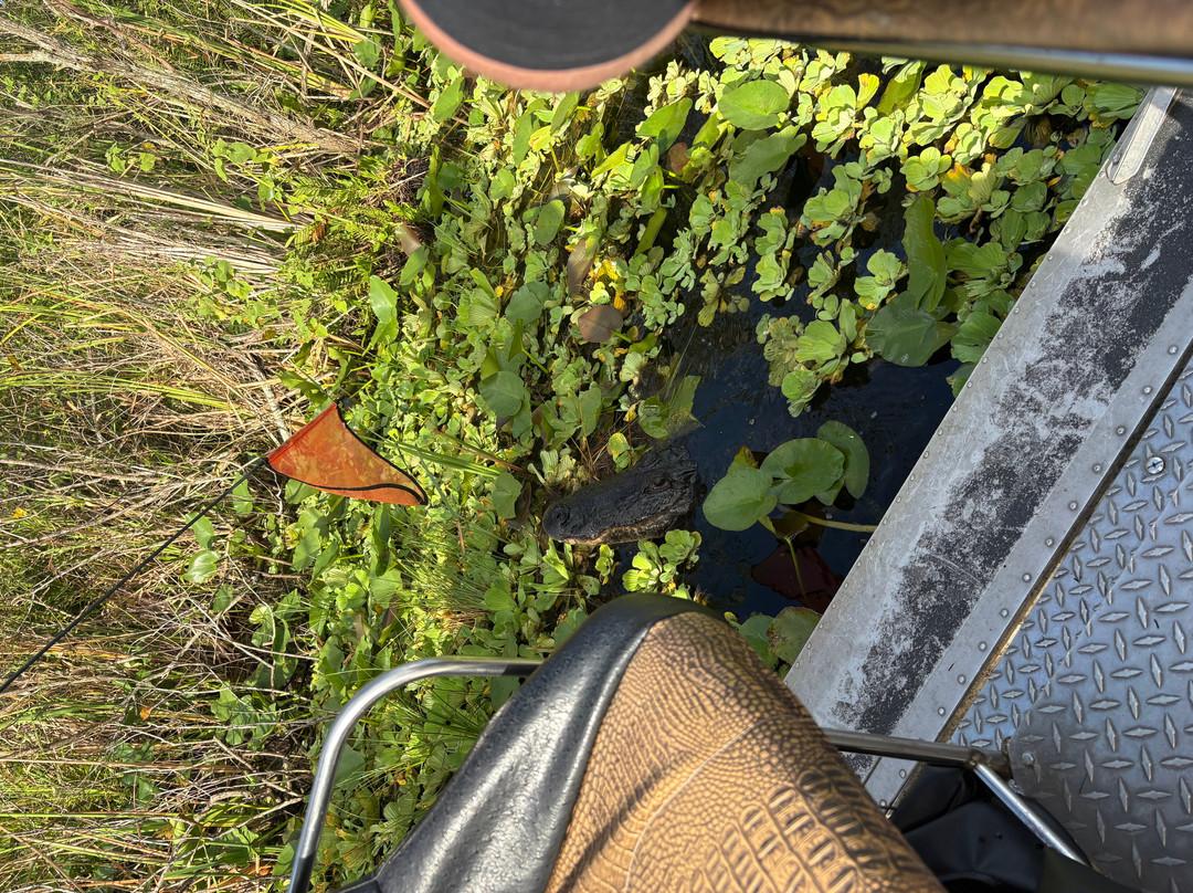 Everglades Swamp Tours-Everglades Wildlife Management Area必去景点