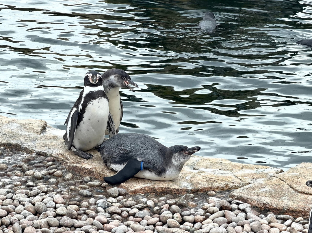 Five Sisters Zoo-West Calder必去景点