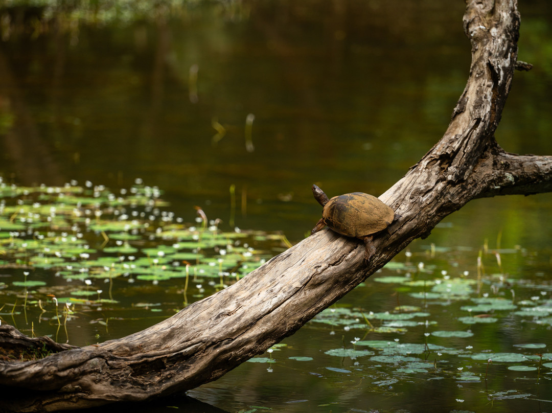 Wilpattu National Park-Saliyapura必去景点