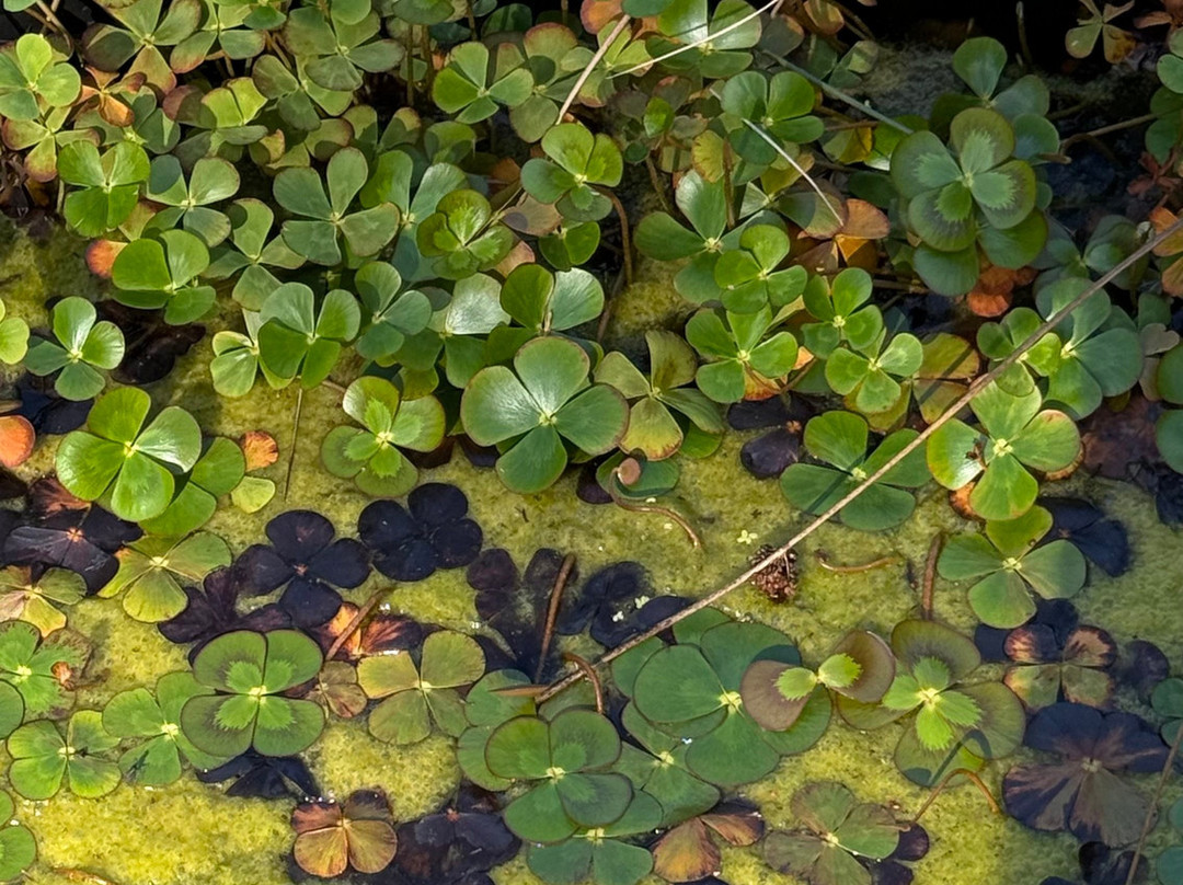 Jungle Garden-Eu必去景点