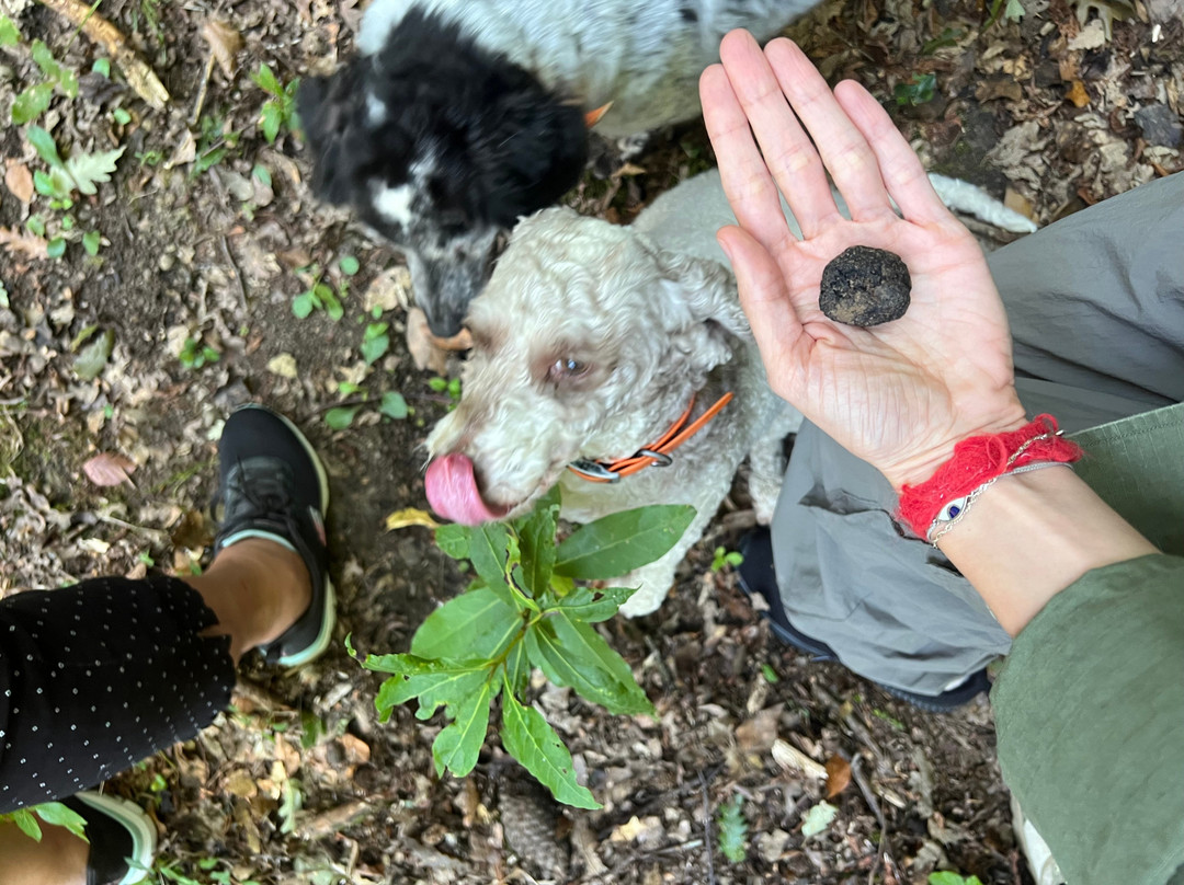 Truffle Hunting Nacci Tartufi-Corazzano必去景点