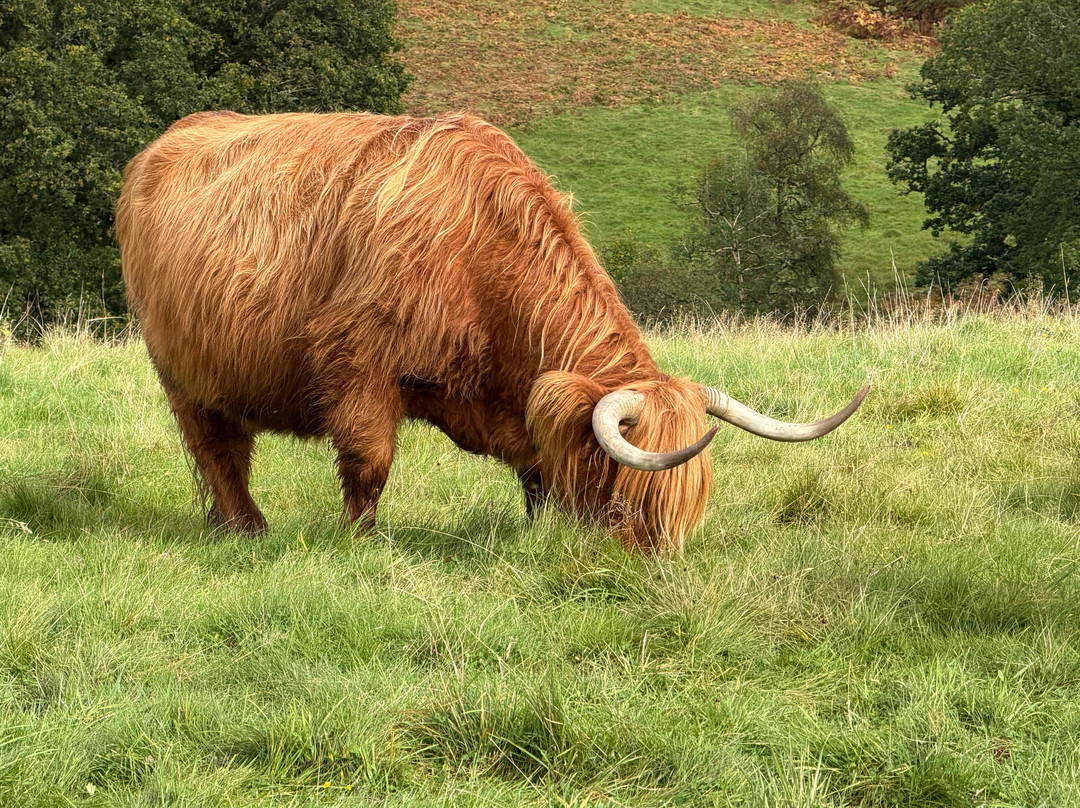 Nether Glenny Farm - Coos and Views-斯特灵必去景点