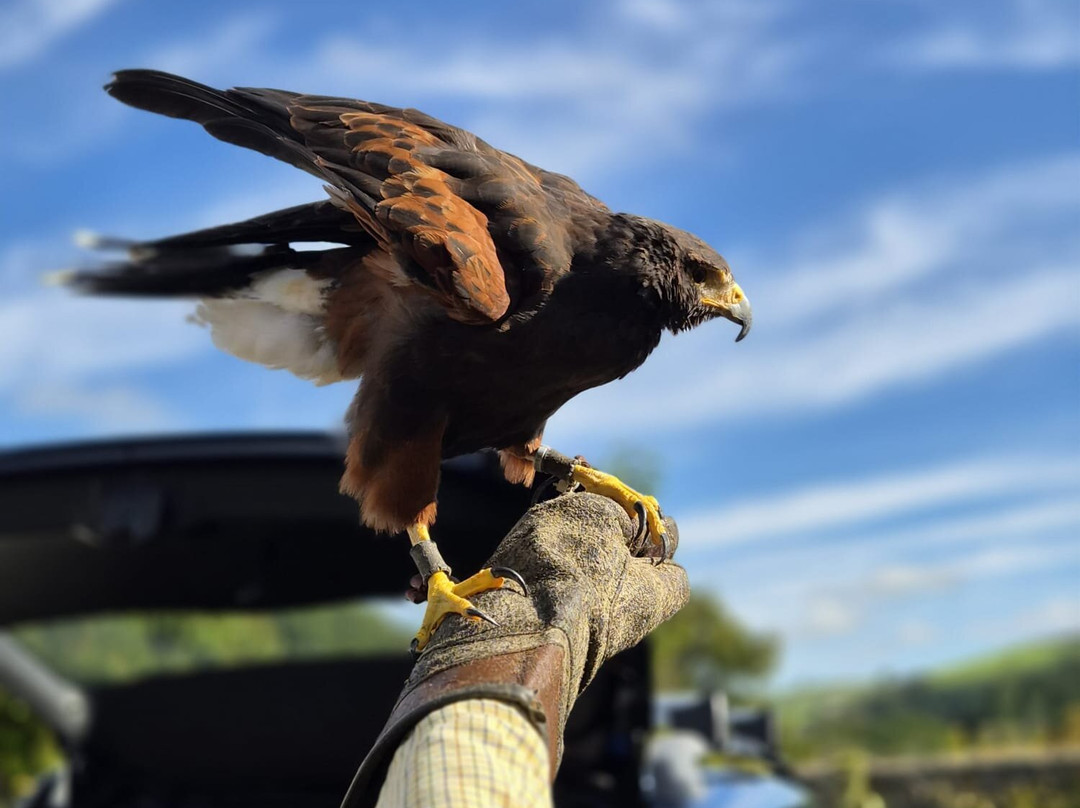 North Devon Hawk Walks-South Molton必去景点
