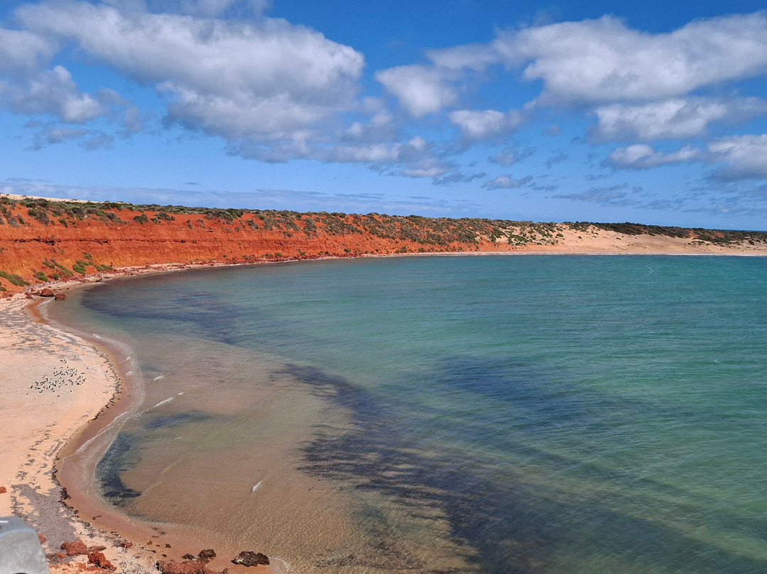 Shark Bay Coastal Tours-德纳姆必去景点