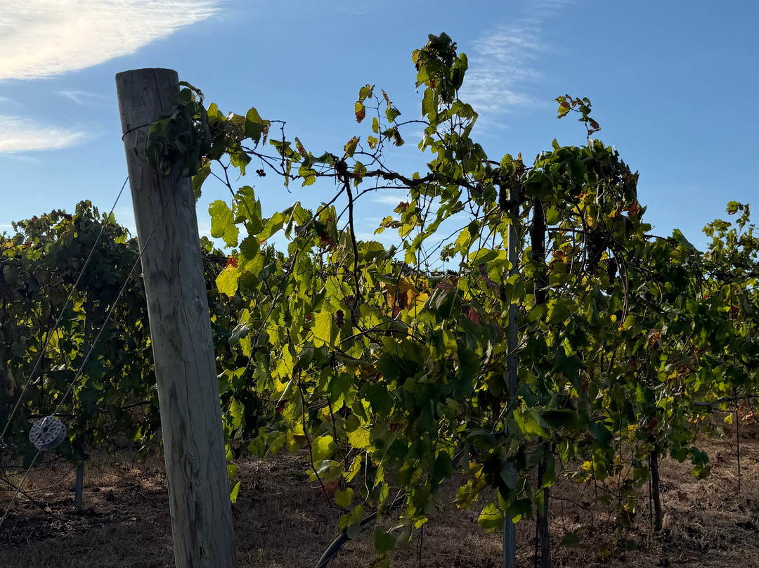 Landry Vineyards-West Monroe必去景点