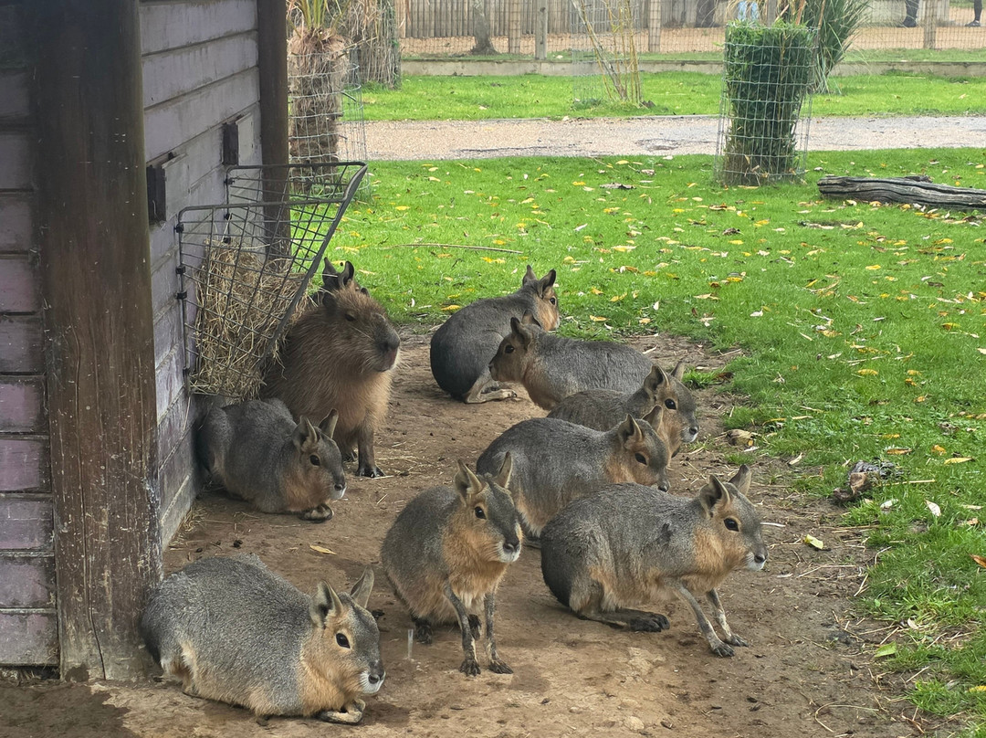 Yorkshire Wildlife Park-Auckley必去景点