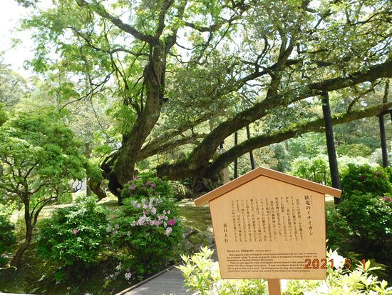 Manyo Botanical Garden景点图片