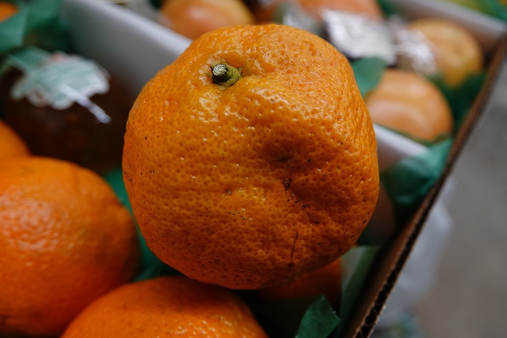 The Orange Shop-Citra必去景点