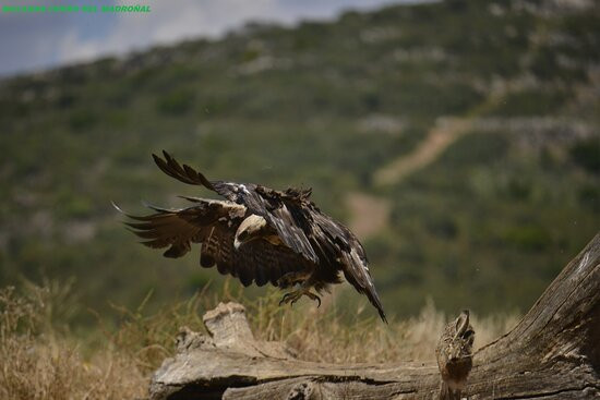 Muladar Cerro Del Madroñal-Horcajo De Los Montes必去景点