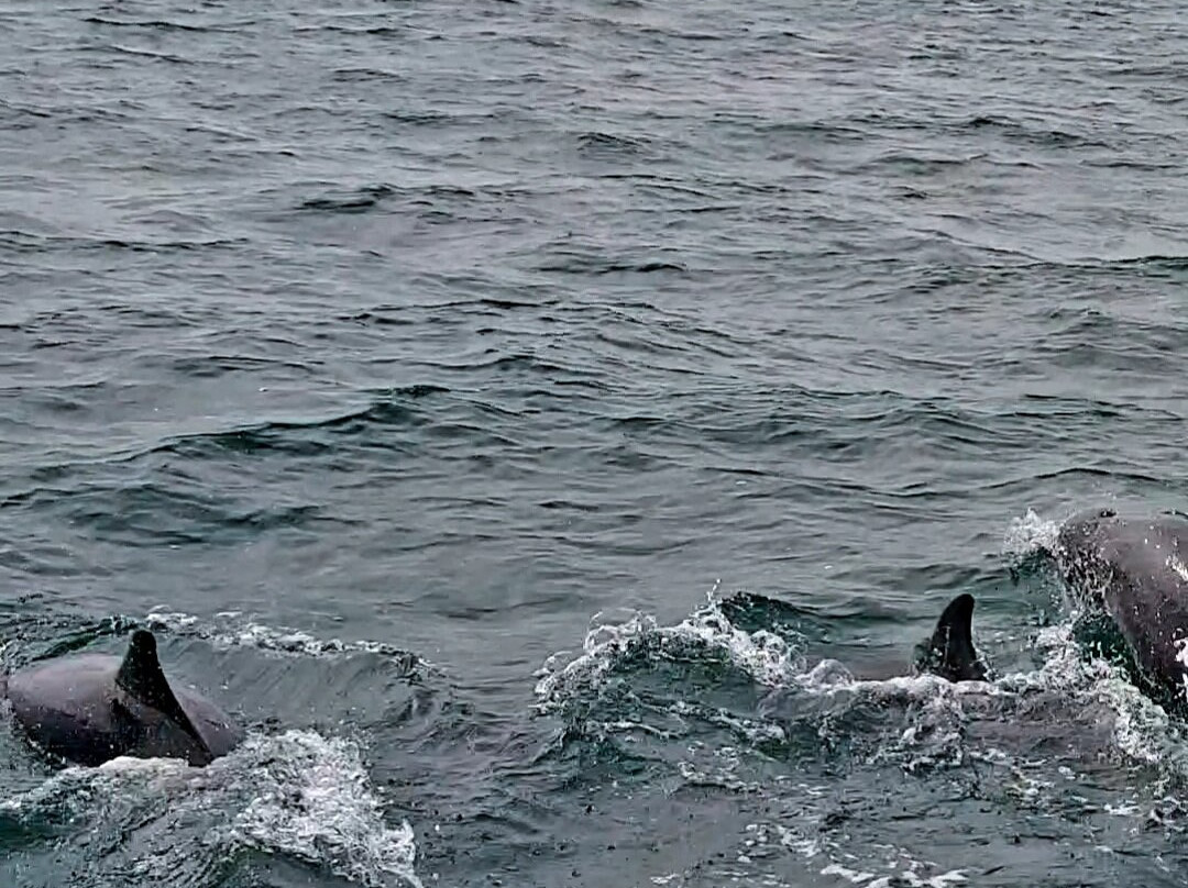 SeaMor Dolphin Watching Boat Trip景点图片