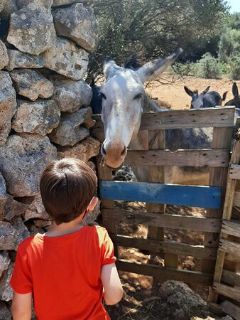 Menorca Donkey Rescue景点图片