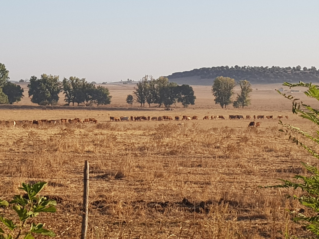 Herdade da Samarra主图