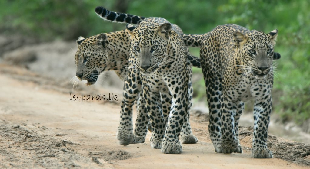 Yala Wild Safaris景点图片