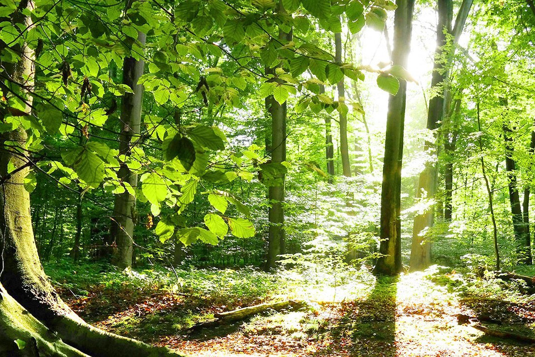 Lanchonete e Restaurante Roda D'Agua