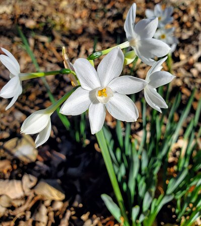 Cedar Ridge Preserve managed by Audubon Dallas.-达拉斯必去景点