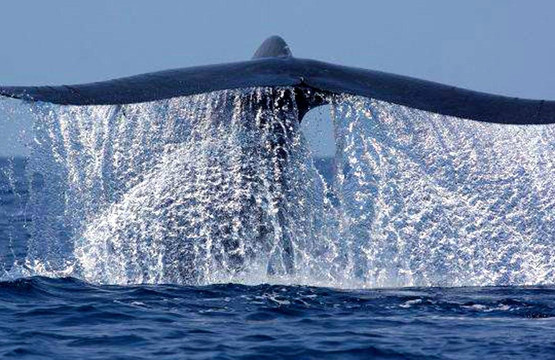 My Ceylon Adventures-美蕊沙必去景点