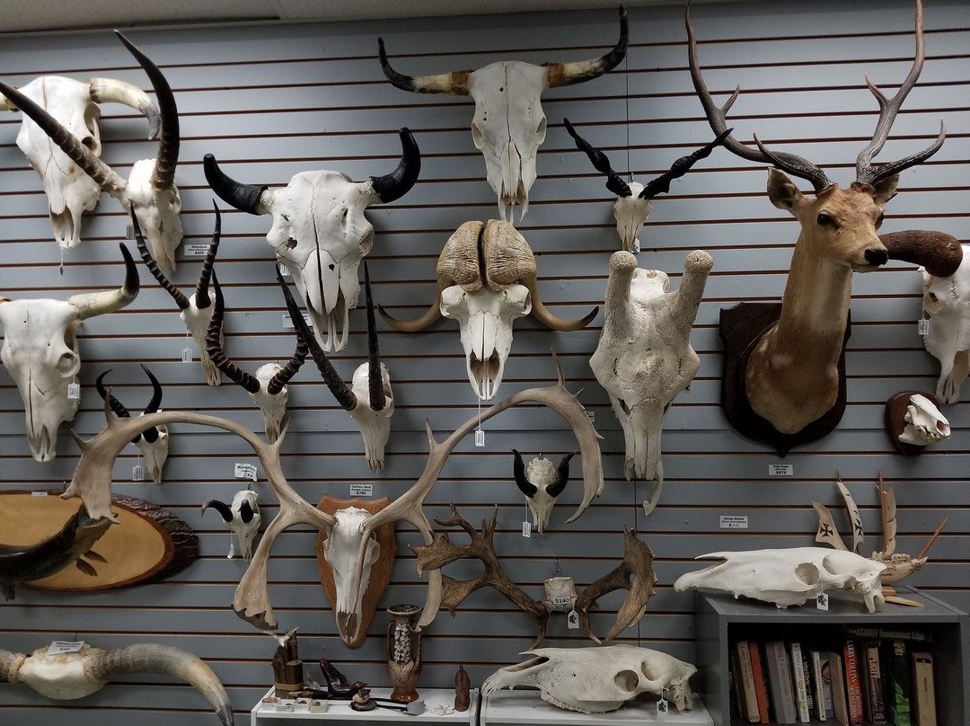 Prehistoria Museum-多伦多必去景点