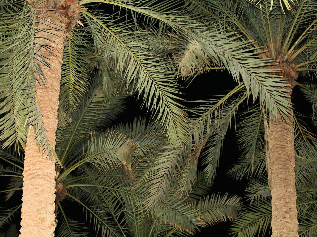 Palm Palace Restaurants