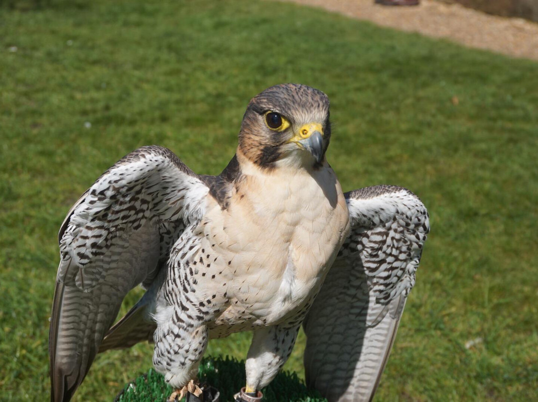 West Sussex Falconry景点图片