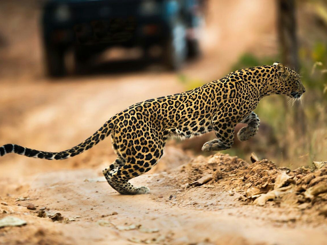 Achanakmar Wildlife Sanctuary景点图片