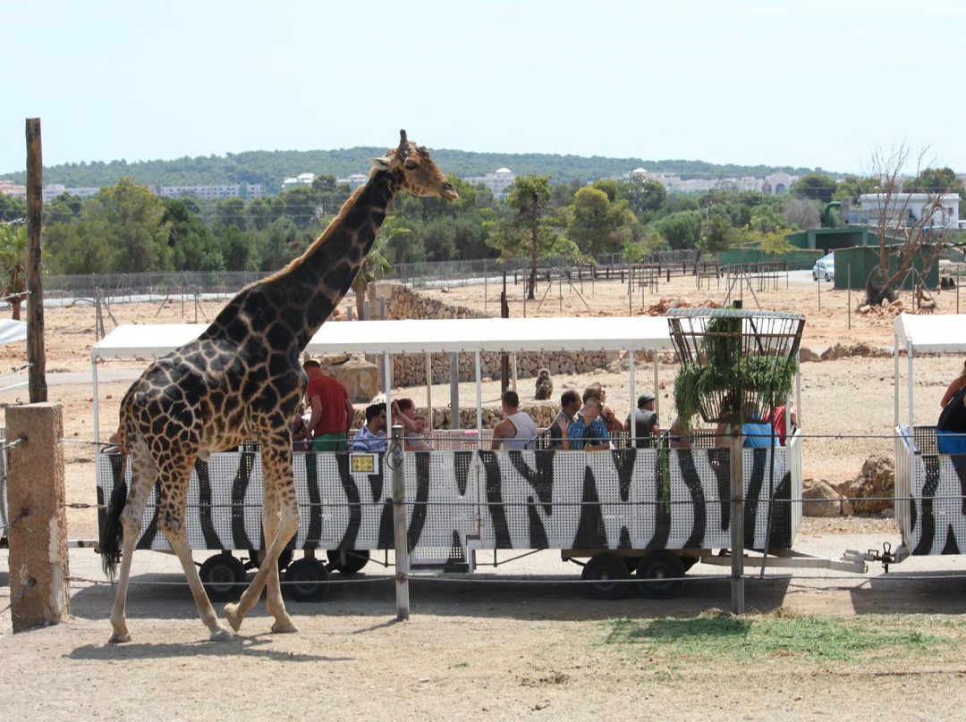 Safari Zoo Mallorca景点图片