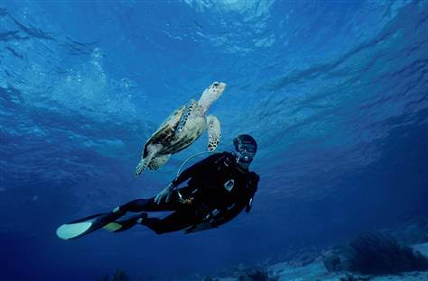 Sammy Scuba Diving景点图片