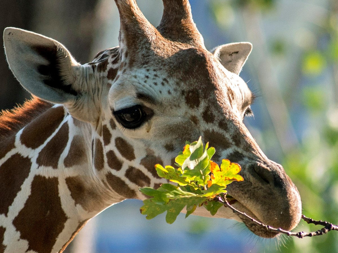 Zoo Berlin景点图片