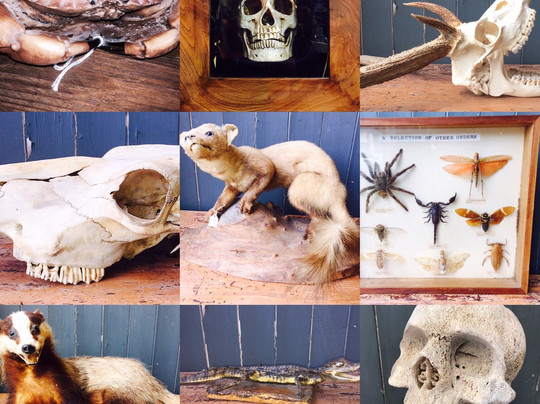 Chrisp Bros Curios-约维尔必去景点